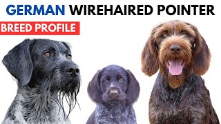 German Wirehaired Pointer Breed Profile History  Price  Traits  Deutsch Drahthaar Grooming Needs [upl. by Armitage]