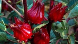 Roselle Flower Hibiscus seeds Tropical Flower Seed Sun or Shade Butterflies and Hummingbirds Love [upl. by Reinhard]