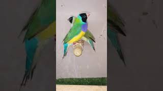 Gouldian Finche shortsviral birds finch [upl. by Martino]