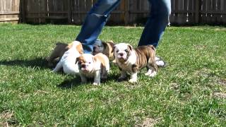 English Bulldog Puppies Playing Chase [upl. by Ohl]