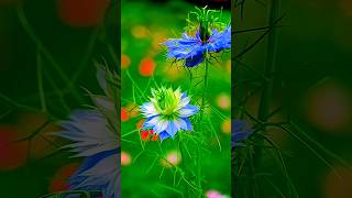 This isNigella damascena flower also known as LoveinaMist or Devil in the Bushnigella flowers [upl. by Gerger]