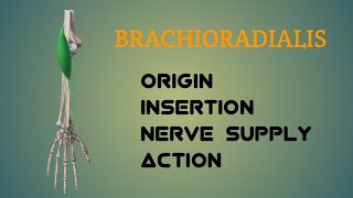 Brachioradialis Muscle  Origin  Insertion  Nerve Supply  Action  by Physiotrav [upl. by Joette347]