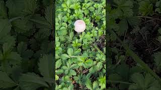 Wild champignon nature mushroom grass forest [upl. by Glendon]