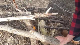 Mushroom Guru Larry Evans shows off his urban mushroom cultivation of Flammulina Velutipes [upl. by Anerat]