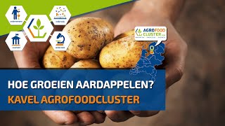 Aardappels  Hoe groeien aardappelen [upl. by Ellehcem]