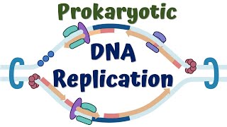 DNA replication in Prokaryotes [upl. by Dennie]