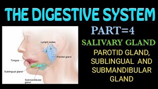 salivary gland 4 the digestive system [upl. by Tisdale]