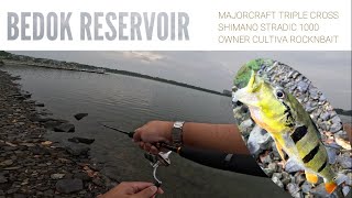 Majorcraft Triple cross  Peacock bass  Quick Session [upl. by Macfarlane992]