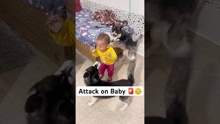 Don’t leave your kid with Dogs 🚨😤 shorts dog husky trendingsongs [upl. by Ettolrahs]