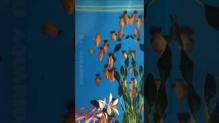 Platy Fish Available platy fish aquarium shorts ytshorts [upl. by Bannon]