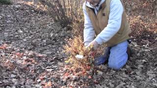 Pruning Potentilla [upl. by Demp564]