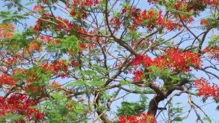 palash ke phool [upl. by Euqinom358]