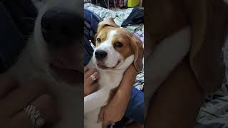 Cutest Beagle on the internet dog beagle india cute internet love [upl. by Malachi]