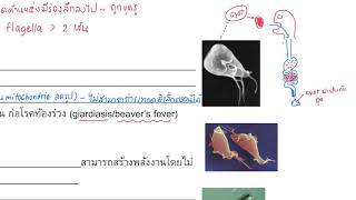 ตอนที่ 2 Supergroup Excavata และ SAR clade [upl. by Yrrep]