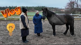 STALLVLOGG Clinic realtionsbaserad hästträning [upl. by Enajyram]