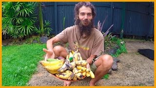 TASTING THE MANY BANANA VARIETIES IN TROPICAL CAIRNS AUSTRALIA [upl. by Hasila607]