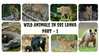 Wild Animals in Sri Lanka  Part 1 [upl. by Luemas]