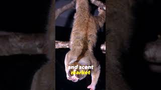 The Venomous Primate  Slow Loris [upl. by Dinesh]