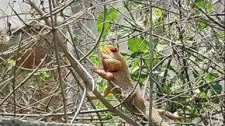 Lizard  quotCalotes calotesquot green forest lizard [upl. by Earised579]