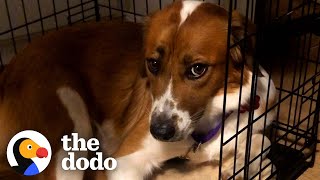 Rescue Dog Stayed in Her Crate For Five Days Until She Realized She Was Home  The Dodo [upl. by Namqul]