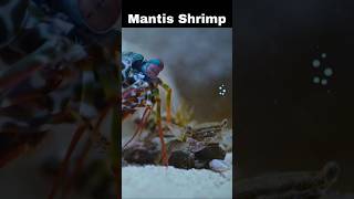 The Mantis Shrimp Nature’s Tiny Underwater Boxing Champion [upl. by Chucho]