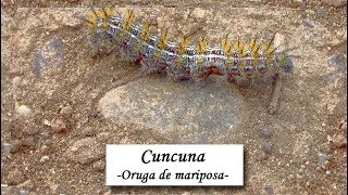 «Cuncuna oruga de mariposa 2019» [upl. by Pepper]