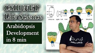 ARABIDOPSIS Embryogenesis Summary in 8 min  csirnetlifescience howtobecomeprofessor [upl. by Furtek982]