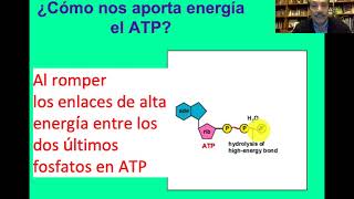 Metabolismo de la glucosa degradación aerobica y anaeróbica de la glucosa [upl. by Tybalt]