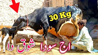 30Kg Milking Hf Cow 🐮 For Sale In PunjabOct 14 2024Pakpattan Animal Tv [upl. by Esiled900]