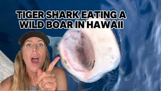 Tiger shark eating a wild boar in Hawaii [upl. by Kuehn]