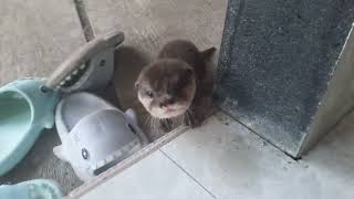 baby otter yuki open the door then entry to the house [upl. by Eelam237]