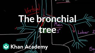 The bronchial tree  Advanced respiratory system physiology  Health amp Medicine  Khan Academy [upl. by Berman]