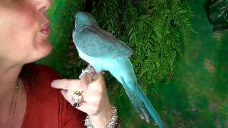 Pet Shop Parrot Antics Baby Blue MonkQuaker Parakeet [upl. by Adel]