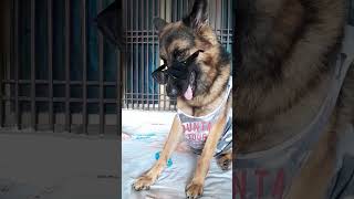 germanshepherd viralvideo ytshortsvideo trending shorts [upl. by Nylanaj]