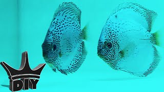 Breeding Discus [upl. by Ailero]