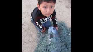 Save the Whales  Vaquita Countdown to Extinction [upl. by Atnwahs]