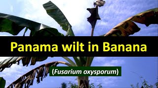 How to manage Panama wilt in Banana crop  Fusarium oxysporum [upl. by Flanigan]