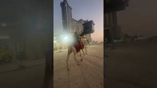 CAMEL RIDING AT quot DUBAI BEACH ⛱️ [upl. by Ponzo]