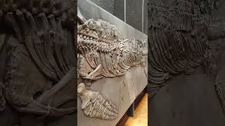 Amazing Ichthyosaur Temnodontosaurus SMNS dinosaur ichthyosaurus fossil shorts [upl. by Yraeg]