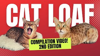 Cat Loafing Compilation [upl. by Hanad]