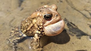 American toad calling sounds [upl. by Dutchman]