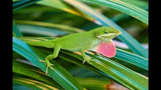 Anole Lizard [upl. by Adnoval]