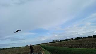 falconry tiercel lure training [upl. by Eleonore]