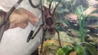 Rare footage of Goliath Bird Eater Tarantula [upl. by Reinke]