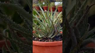 Aloe Humilis from My Cactus amp Succulents Plants Collection [upl. by Gibert]