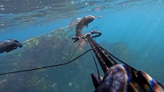 Kaikoura Spearfishing trip [upl. by Takeo]