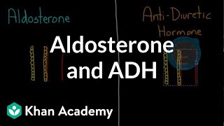 Aldosterone and ADH  Renal system physiology  NCLEXRN  Khan Academy [upl. by Karlow]