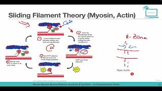 Sliding Filament Theory Myosin Actin [upl. by Orling735]