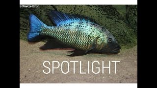 Fossorochromis rostratus  SPOTLIGHT [upl. by Airbmat160]