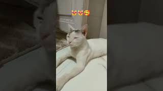 Tumsa koi pyara koi Masoom nahi hai 😻💖love song cat [upl. by Steele]